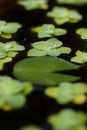 Duckweed natural with water drop