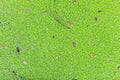 Duckweed natural water plant on the top of the river