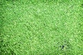 Duckweed orsmall, lemna minor  green plant floating on water top view nature background Royalty Free Stock Photo