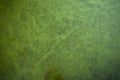 Duckweed and other green stuff texture on top of swamp water