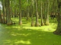 Duckweed Swamp