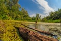 Duckweed swamp forest snag sky Russian landscape Royalty Free Stock Photo