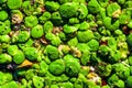 Duckweed in pond