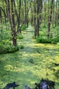 Duckweed and trees Royalty Free Stock Photo