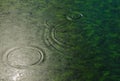 Duckweed on water Beautiful green surface.