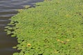 Duckweed in water Royalty Free Stock Photo