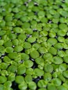 DUCKWEEDS GREEN GRASS COLOUR Royalty Free Stock Photo