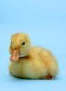 Ducky