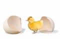 Ducky and Egg. Royalty Free Stock Photo