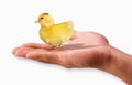 Ducky in the hand. Royalty Free Stock Photo