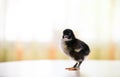 Ducky on the table in my house