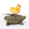 Ducky taking a Ride. Royalty Free Stock Photo