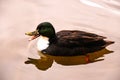 Duclair duck and its reflection