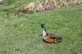 Duclair Duck Royalty Free Stock Photo