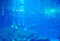 Dudai, UAE - March,18,2023: Huge aquarium with fish in the Dubai Mall in Dubai, UAE