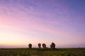 Duddo Stone Circle standing stones - Northumberland at sunset with purple sky Royalty Free Stock Photo