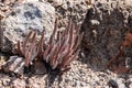 Dudleya attenuata or Thin-leaved Dudleya Royalty Free Stock Photo