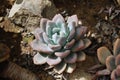 Dudleya caespitosa is a decorative succulent plant. Royalty Free Stock Photo