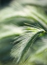 Due covered grass background backlight