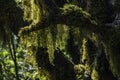 Bearded mosses on tree trunks in extremely humid forests at La Gomera, Volcano Island of Spain.