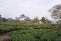 Due to the favorable environment for tea cultivation, many tea gardens have developed in North Bengal.