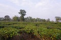 Due to the favorable environment for tea cultivation, many tea gardens have developed in North Bengal.