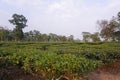 Due to the favorable environment for tea cultivation, many tea gardens have developed in North Bengal.