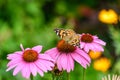 Red Admiral butterfly (Vanessa Atalanta) in later summer on pink aster flowers Royalty Free Stock Photo