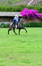 Paso Peruvian horse-Wayra Urubamba  - Peru 43 Royalty Free Stock Photo
