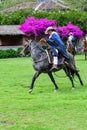 Paso Peruvian horse-Wayra Urubamba - Peru 45