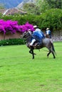 Paso Peruvian horse-Wayra Urubamba - Peru 47