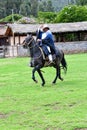 Paso Peruvian horse-Wayra Urubamba - Peru 49