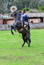 Paso Peruvian horse-Wayra Urubamba  - Peru 51 Royalty Free Stock Photo