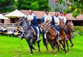 Paso Peruvian horse-Wayra Urubamba  - Peru 64 Royalty Free Stock Photo