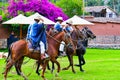 Paso Peruvian horse-Wayra Urubamba - Peru 73