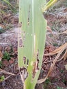 Due to the long dry season, pests are rampant, farmers are experiencing crop failure.