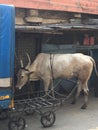 Photograph of cow taken on the streets of Mumbai, India