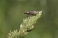 Due between two insects Thetford Forest Royalty Free Stock Photo