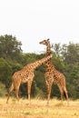 Duel giraffes in the savannah. Masai Mara, Kenya Royalty Free Stock Photo