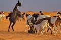 A duel in the Sahara Desert Royalty Free Stock Photo