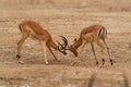 Duel of two Impala - Aepyceros melampus medium-sized antelope found in eastern and southern Africa. The sole member of the genus Royalty Free Stock Photo