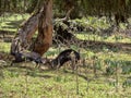 Duel of two male Menelik Bushbuck, Tragelaphus scriptus menelik, Bale National Park, Ethiopia