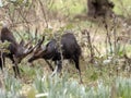 Duel of two male Menelik Bushbuck, Tragelaphus scriptus menelik, Bale National Park, Ethiopia