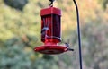 Dueling hummingbirds meet