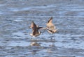 Dueling Long-billed Curlew