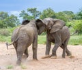 Duelling African elephants  in a river bed Royalty Free Stock Photo