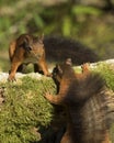 Duelling Red Squirrels, Tentsmuir