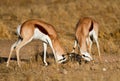 Duelling springboks Royalty Free Stock Photo