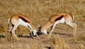Duelling springboks Royalty Free Stock Photo