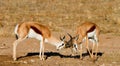 Duelling springboks Royalty Free Stock Photo